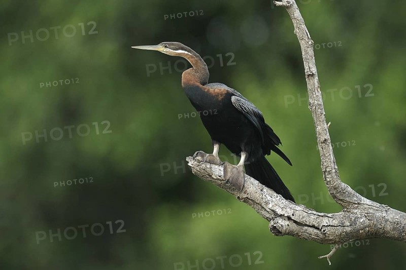 African Darter (Anhinga rufa), Uganda