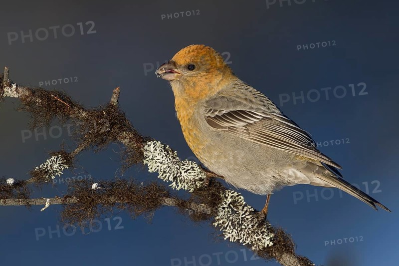 Pine Grosbeak - Hakengimpel - Pinicola enucleator, Finland