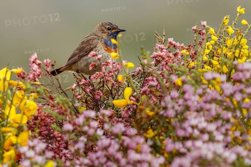 Bluethroat (Luscinia svecica), perched, Castile and Leon, Spain