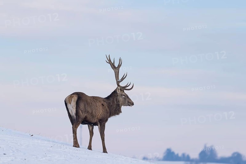 A red deer stag (Cervus elaphus) stands on a snow-covered meadow on a cold day. In the background is a blue sky with some clouds