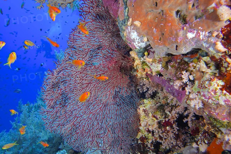Red knot coral (Acabaria biserialis)