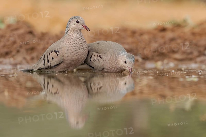 Common Ground Dove (Columbina passerina) at a waterhole, Texas, USA