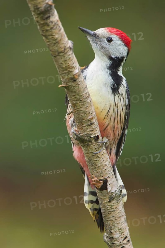 Middle Spotted Woodpecker (Dendrocoptes medius) male, Schleswig-Holstein, Germany
