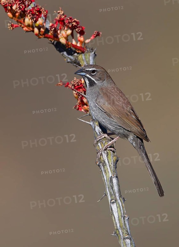 Five-striped Sparrow (Amphispiza quinquestriata), Arizona, USA