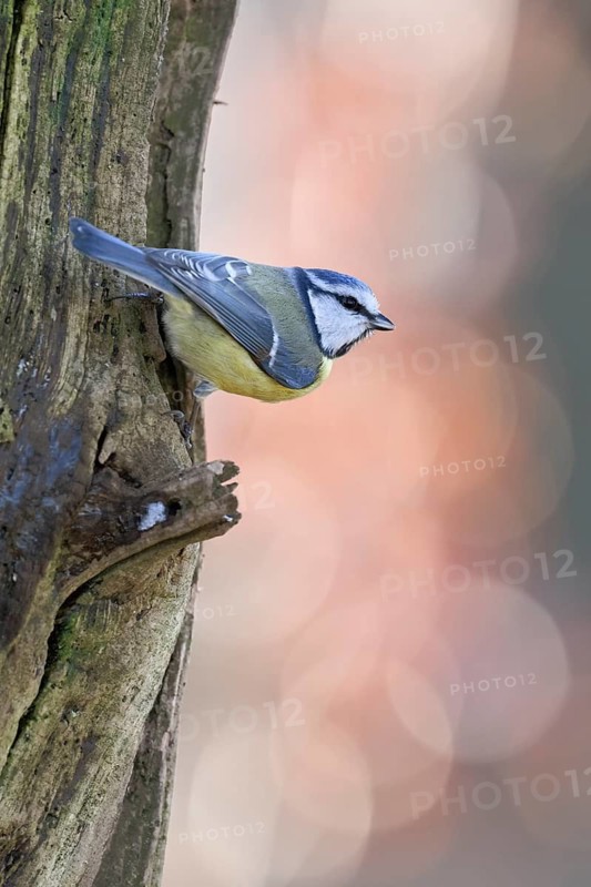 Eurasian Blue Tit (Cyanistes caeruleus) perched on a branch, North Rhine-Westphalia, Germany