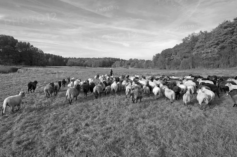 Sheep (Ovis) being herded, black and white, Pinnow, Schwerin, Meckenburg-Vorpommern, Germany