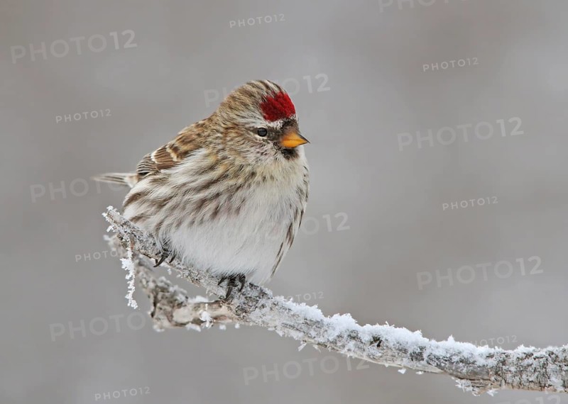 Common Redpoll, Acanthis flammea, perches frosty branch in Saskatchewan, Canada
