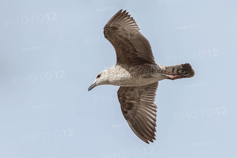 Yellow-legged Gull (Larus michahellis), young in flight, Galicia, Spain