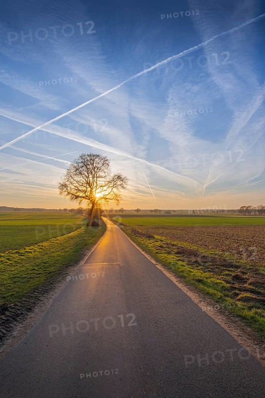 View along a road to a solitary tree in an agricultural environment with a blue sky streaked with vapour trails at sunset, Schneeren, Neustadt am Rübenbgere, Hanover Region, Lower Saxony, Germany