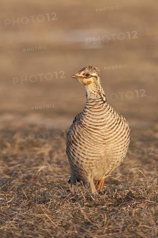 Greater Prairie Chicken (Tympanuchus cupido) female, Wisconsin, USA