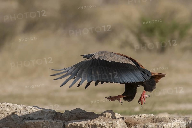 Bateleur (Terathopius ecaudatus) male, Northern Cape, South Africa