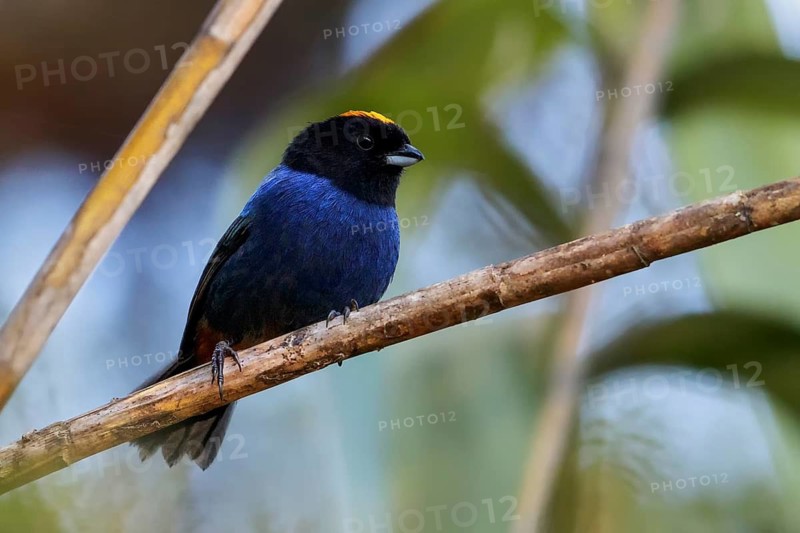Golden-crowned Tanager (Iridosornis rufivertex) perched on a branch in Ecuador