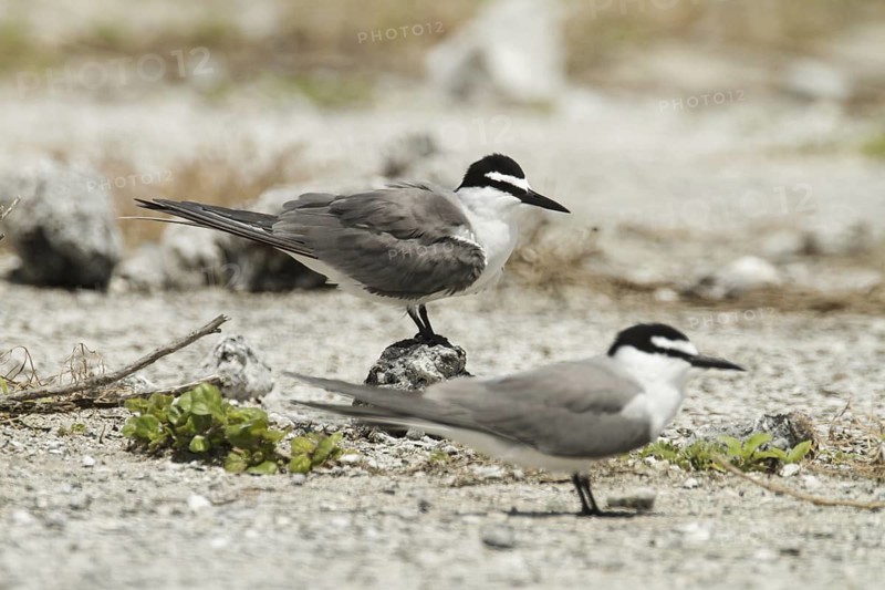 Spectacled Tern (Onychoprion lunatus), Hawaii, USA