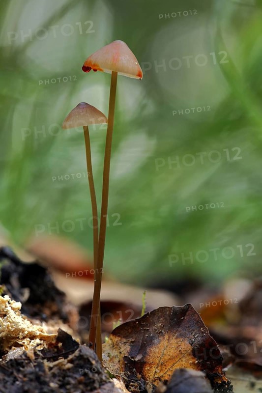 Bleeding fairy helmet (Mycena haematopus), two, red, drop, blood drop, Idstein, Taunus, Hesse, Germany
