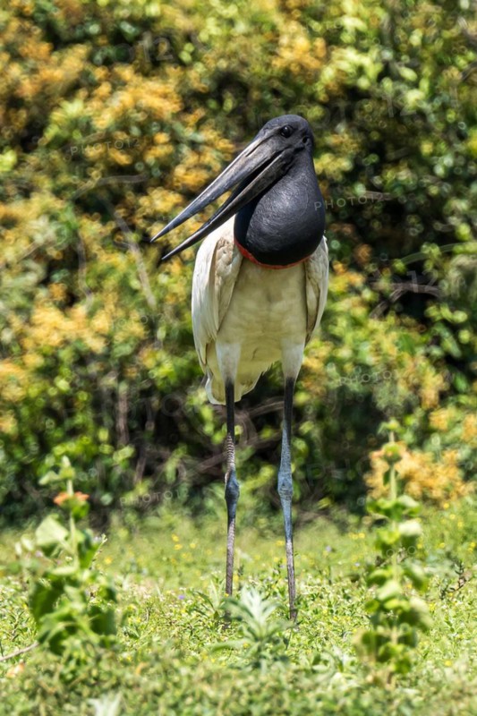 Jabiru Stork (Jabiru mycteria), Pousada Santa Clara, Nhecolandia, Corumba, Mato Grosso do Sul, Brazil