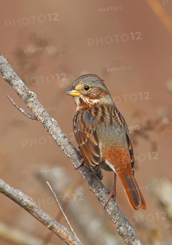 Red Fox Sparrow (Passerella iliaca), Ohio, USA