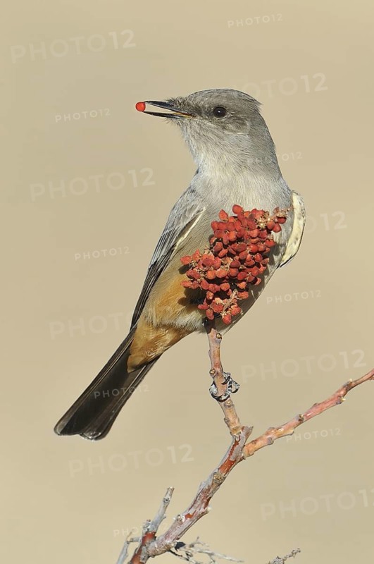 Say's Phoebe (Sayornis saya), Texas, USA