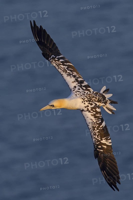 Northern Gannet (Morus bassanus) flying, Schleswig-Holstein, Germany