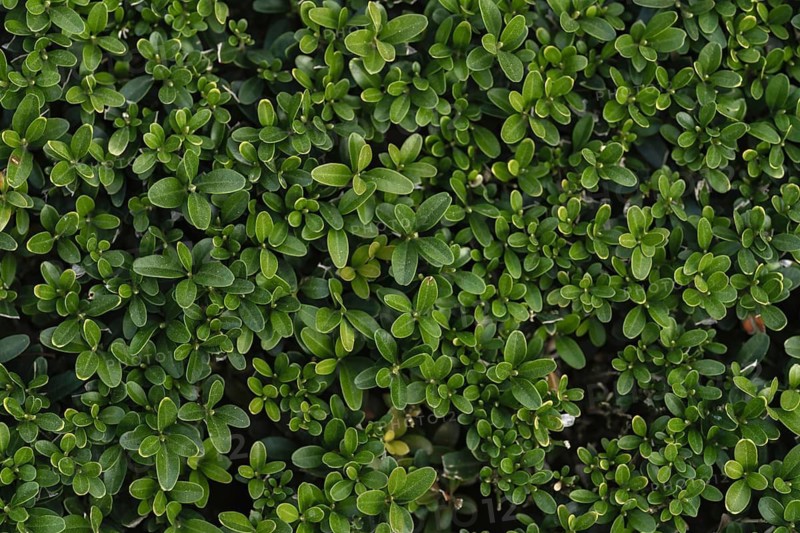Close-up of vibrant green boxwood leaves, showcasing intricate natural patterns. The foliage displays a beautiful, dense texture, perfect for garden designs and landscaping