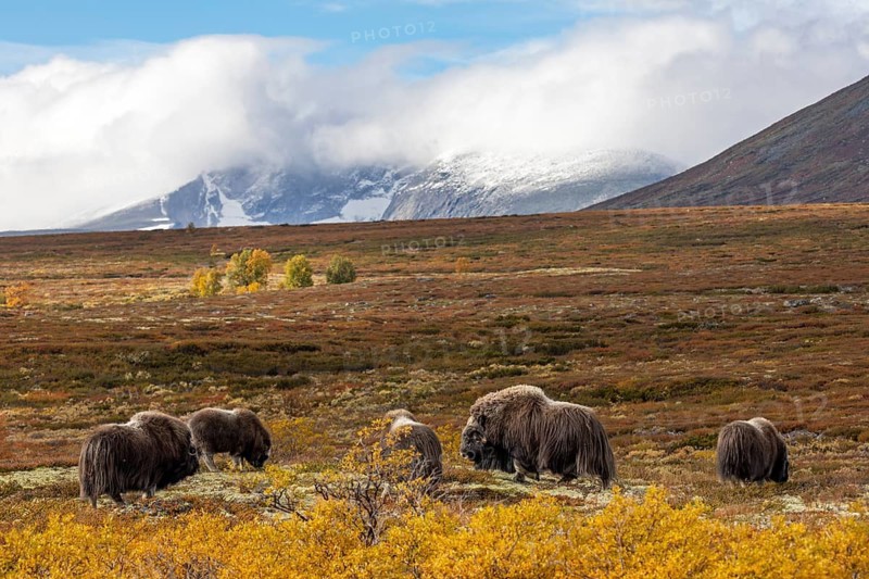 A small group of musk oxen (Ovibos moschatus) in front of the panorama of Snøhetta, at 2, 286 m the highest mountain in Dovrefjell, autumn, autumn landscape, Ruska, Tundra landscape, September, Norway