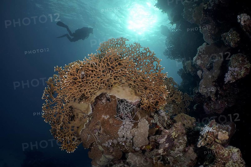 Lattice fire coral (Millepora dichotoma)