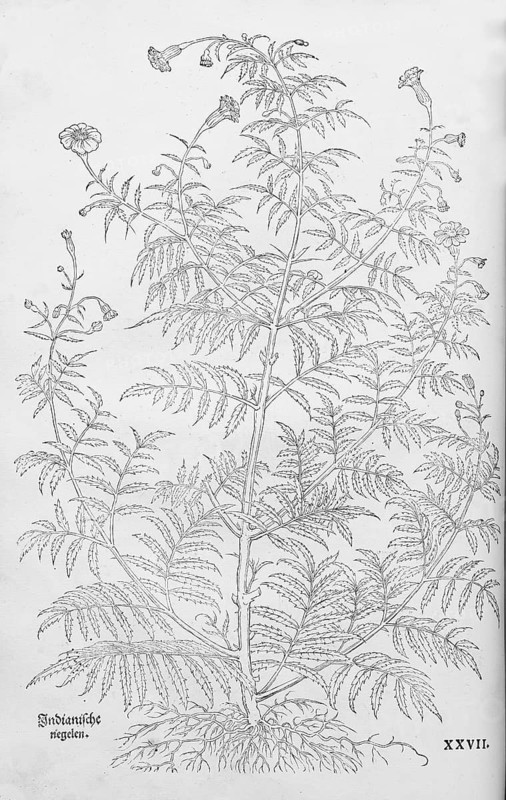 Marigold, marsh marigold, stinking marigold (Tagetes patula), woodcut by Leonhart Fuchs, from New Kreüterbuch, neues Kräuterbuch, Michael Isingrin, Basel, Switzerland, 1543