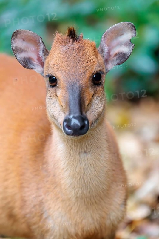 Portrait of a red forest duiker, Natal duiker or Natal red duiker (Cephalophus natalensis)