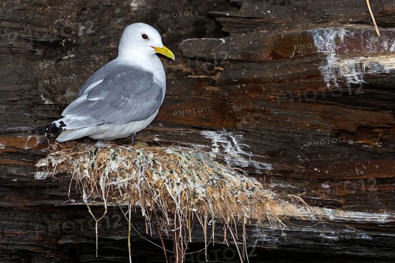 Kittiwake, (Rissa tridactyla), animals, birds, family of gulls, at nest on rocky outcrop, Varanger, Finnmark, Norway