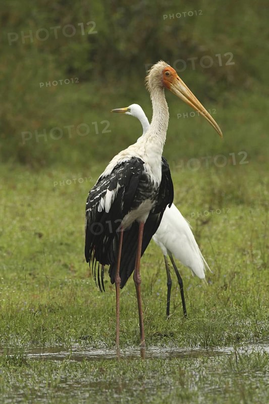 Painted Stork (Mycteria leucocephala), Sri Lanka