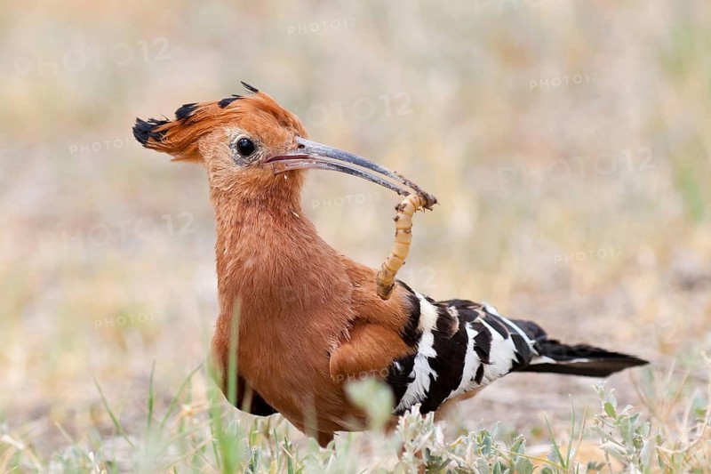 African Hoopoe (Upupa africana), Namibia