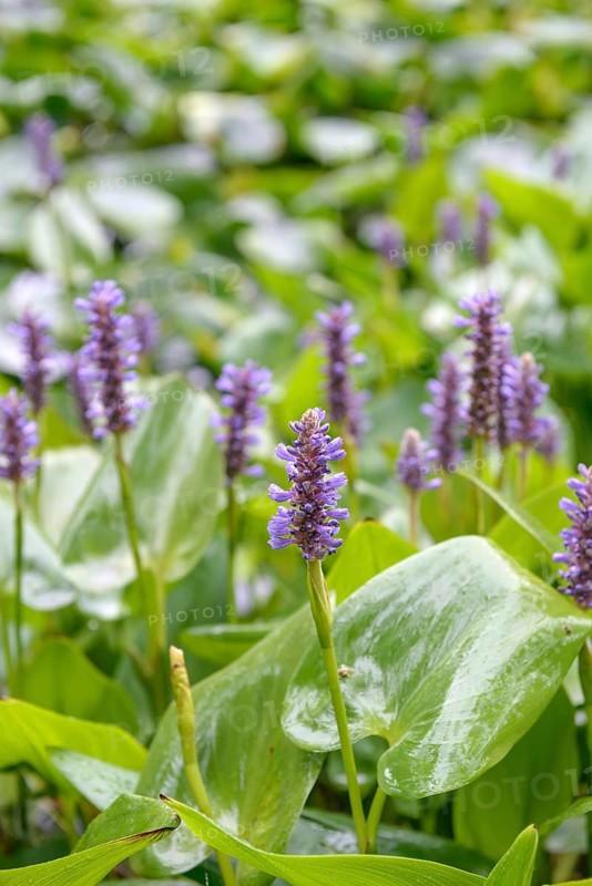 Pickerelweed (Pontederia cordata), Arboretum van Delden, Federal Republic of Germany