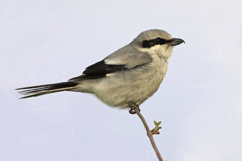 Great Grey Shrike (Lanius excubitor), Rhineland-Palatinate, Germany