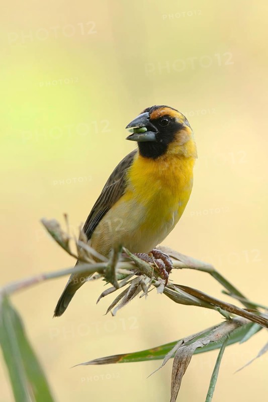 Compact Weaver (Ploceus superciliosus), Bigodi Wetlands, Uganda