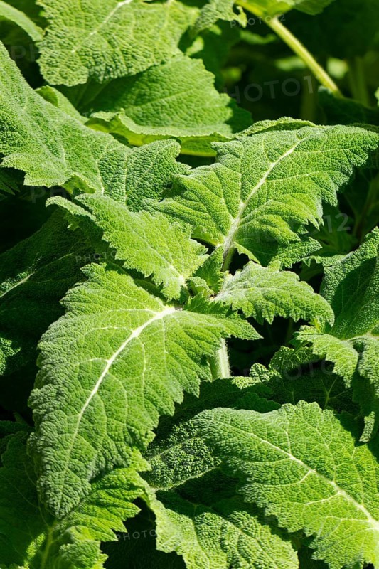 Close-up of leaves and bud of clary (Salvia sclarea), Ternitz, Lower Austria, Austria