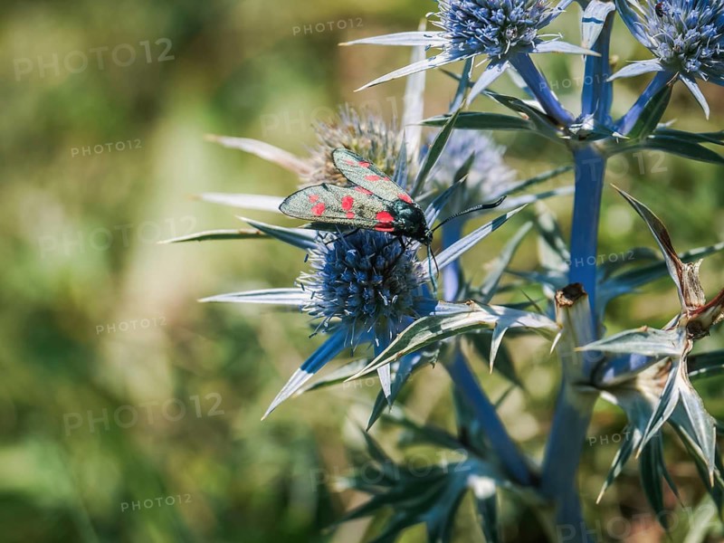 A six-spot burnet moth with vibrant red and black markings rests on a blue thistle bloom, illustrating the delicate balance and beauty of nature