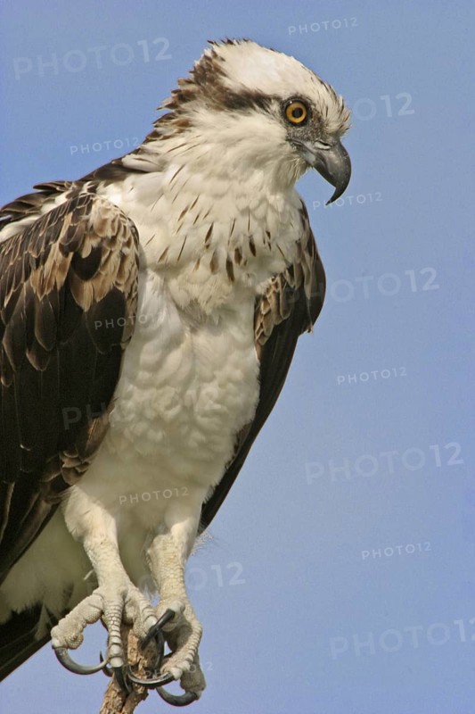 Western Osprey (Pandion haliaetus), Florida, USA