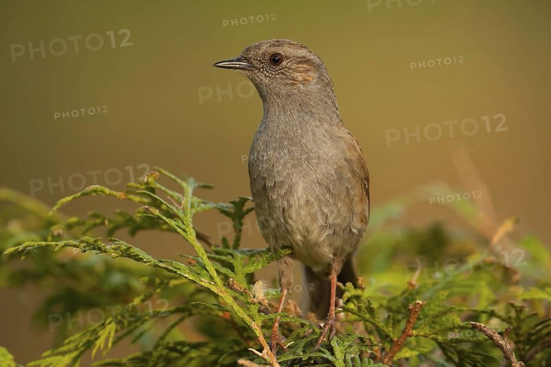 Dunnock (Prunella modularis), Baden-Wuerttemberg, Germany