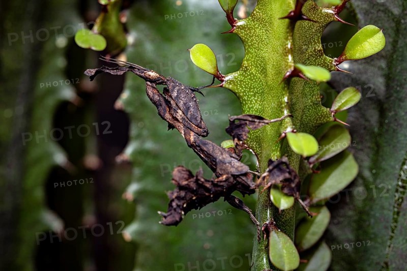 A leaf mantis in dark camouflage moves between a plant and leaves, ghost mantis (Phyllocrania paradoxa)