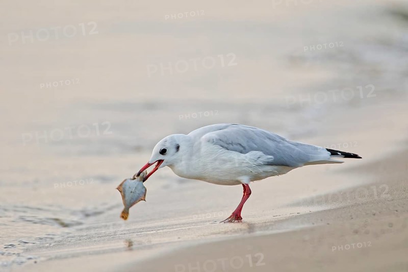 Black-headed gull (Chroicocephalus ridibundus) holding a fish in its beak while feeding on a sandy beach near the shoreline, Poland