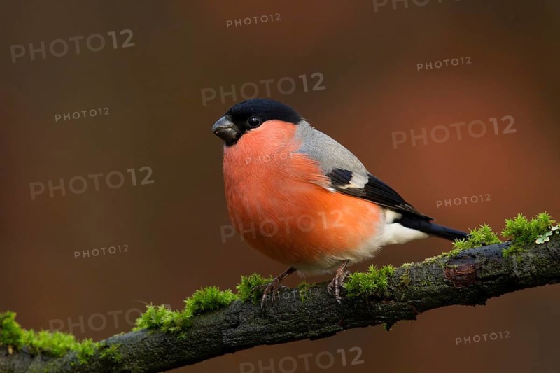 Eurasian Bullfinch (Pyrrhula pyrrhula) male, Utrecht, Netherlands