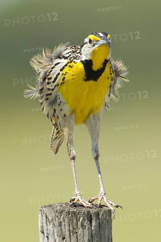 Eastern Meadowlark (Sturnella magna), Florida, USA