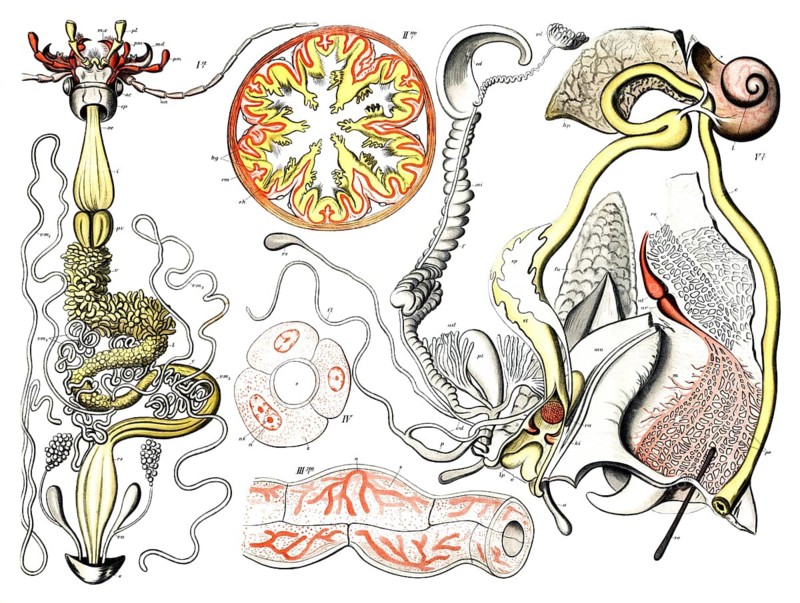 Left side: Probably shows the digestive or reproductive system of an invertebrate, possibly a siphonophore, Right side: Contains anatomical details reminiscent of molluscs or lower vertebrates, reproduction of a historical school picture, mural or educational panel, authentic, exact date unknown
