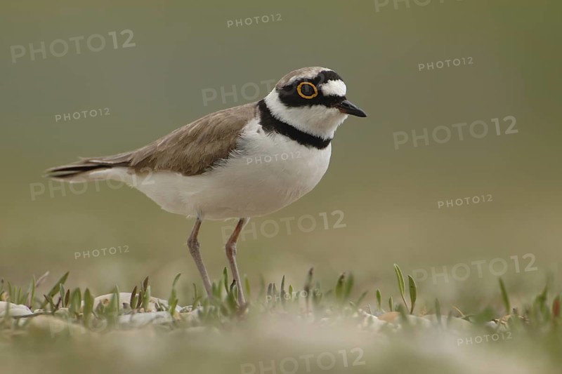Little Ringed Plover (Charadrius dubius), North Rhine-Westphalia, Germany