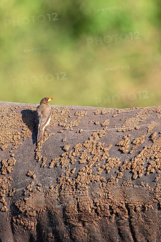 Yellow-billed oxpecker (Buphagus africanus) sitting on the back on a Rhinoceros, Maasai Mara National Reserve, Kenya