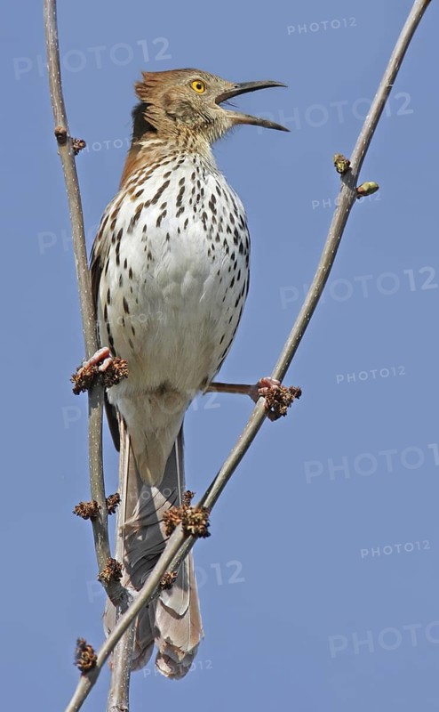 Brown Thrasher (Toxostoma rufum) singing, Saskatchewan, Canada