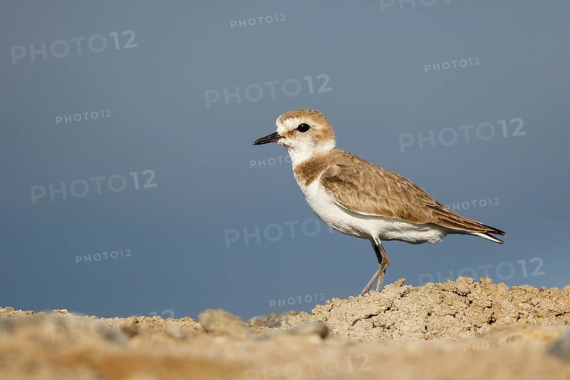 Kentish Plover (Charadrius alexandrinus) female, Lesvos, Greece