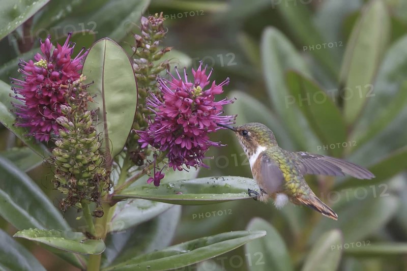 Scintillant Hummingbird (Selasphorus scintilla), Costa Rica