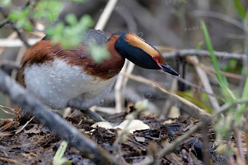 Horned Grebe (Podiceps auritus) at nest with eggs, Sweden