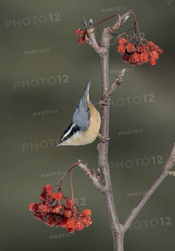 Red-breasted Nuthatch (Sitta canadensis), Alaska, USA