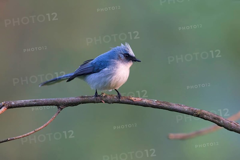White-tailed Blue Flycatcher (Elminia albicauda) perched on a branch, Uganda